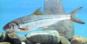 京鱼资料,揭秘古都风华与历史传承