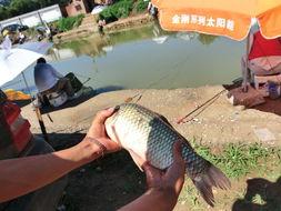 京鱼资料,揭秘古都风华与历史传承