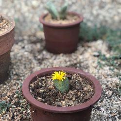 仙人掌 网红,揭秘仙人掌的网红魅力