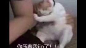 我是酱爆表情包,趣味横生的网络文化现象