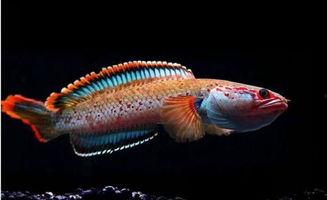 雷龙相关资料,远古巨兽的传奇与奥秘