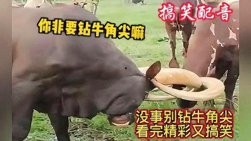 配音斗牛搞笑,笑料百出，斗牛变喜剧