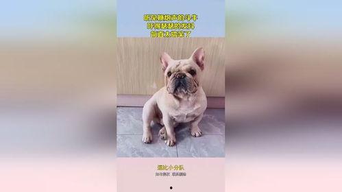 配音斗牛搞笑,笑料百出，斗牛变喜剧